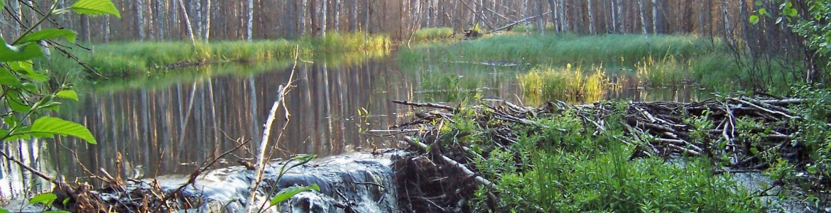 BeaverMillriver
