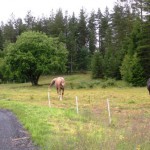 Hästar – Hästar i pastoral miljö, observera sälgen i bakgrunden