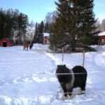 Hästar – Tre hästar som trivs i snön inne på Valen