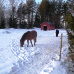 Hästar trampar upp stigar i snön