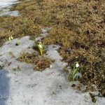 Snödroppar, sälgblommor och Tussilago ger bina bra start