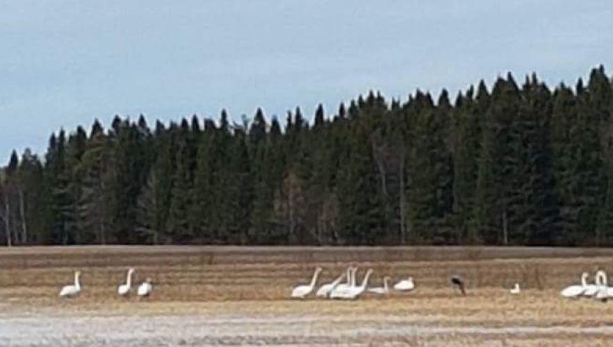 Svanar, tranor och mås är vanliga numera