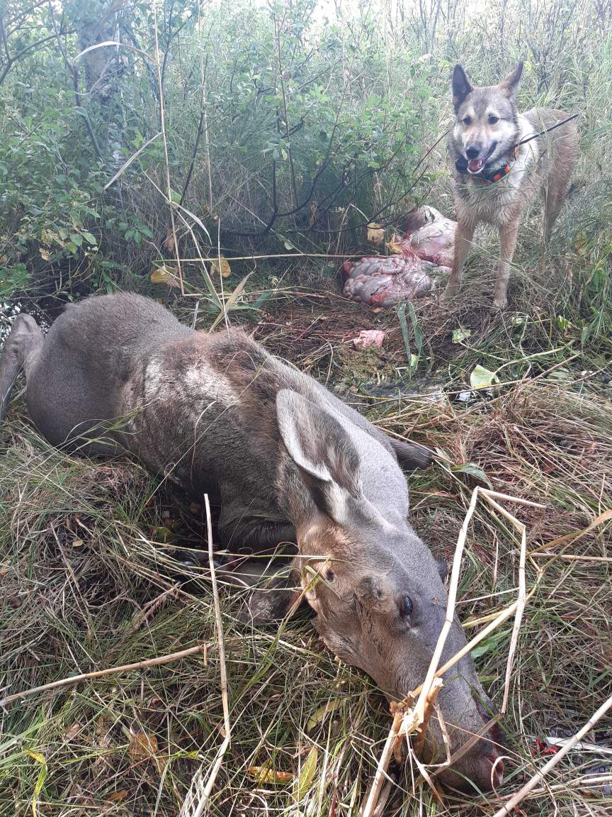 Karelaren suddens första älgkalv i sept 2019